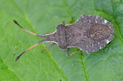 <i>Enoplops scapha</i>