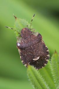 Dyroderes umbraculatus