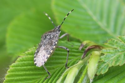 <i>Rhaphigaster nebulosa</i>