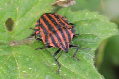 <i>Graphosoma italicum</i>