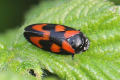 <i>Cercopis vulnerata</i>