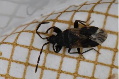 Taphropeltus contractus
