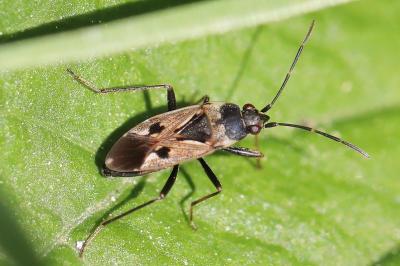 Rhyparochromus vulgaris