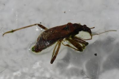 <i>Himacerus mirmicoides</i>