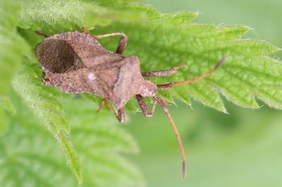 <i>Coreus marginatus</i>