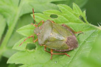 <i>Palomena prasina</i>