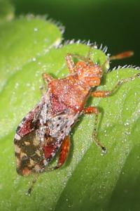 <i>Rhopalus subrufus</i>