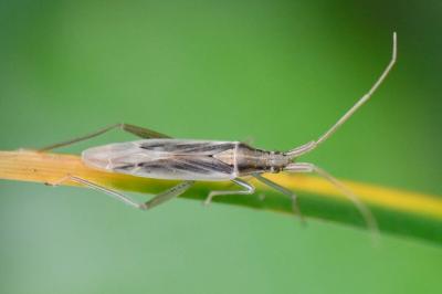 <i>Stenodema laevigata</i>
