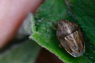 <i>Neottiglossa leporina</i>