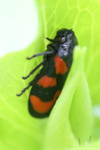 <i>Cercopis vulnerata</i>