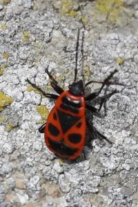<i>Pyrrhocoris apterus</i>