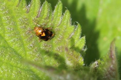 <i>Liocoris tripustulatus</i>