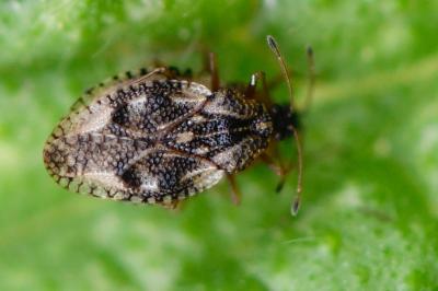 <i>Dictyla humuli</i>