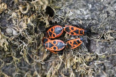 <i>Pyrrhocoris apterus</i>