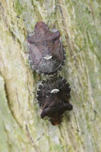 <i>Dyroderes umbraculatus</i>