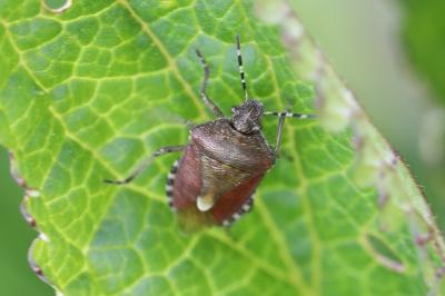 <i>Dolycoris baccarum</i>