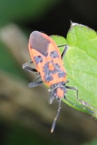 <i>Corizus hyoscyami</i>