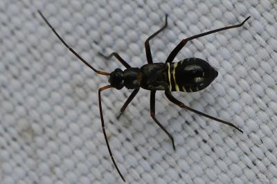 <i>Miris striatus</i>