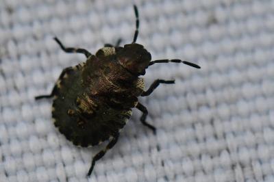 <i>Pentatoma rufipes</i>