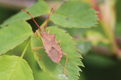 <i>Gonocerus acuteangulatus</i>