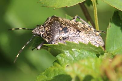 <i>Rhaphigaster nebulosa</i>