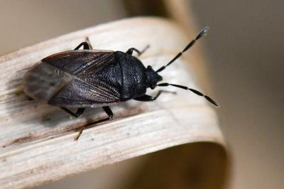 <i>Drymus sylvaticus</i>