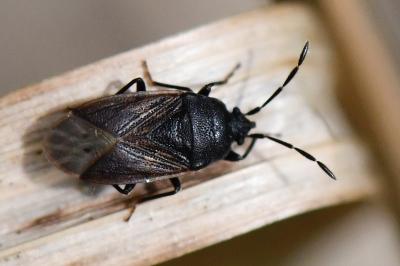 Drymus sylvaticus