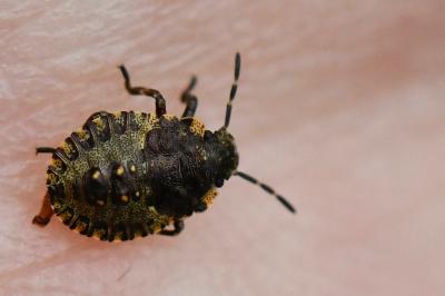 <i>Pentatoma rufipes</i>