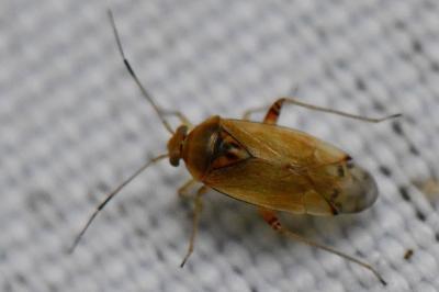 <i>Pinalitus cervinus</i>