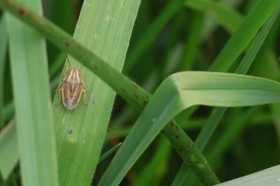 <i>Aelia acuminata</i>