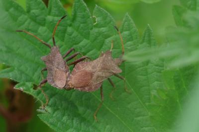 <i>Coreus marginatus</i>