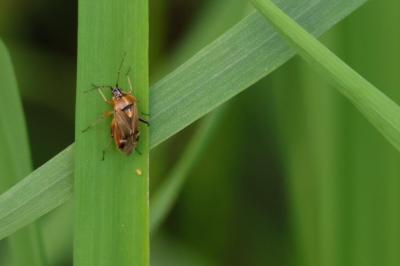 <i>Harpocera thoracica</i>