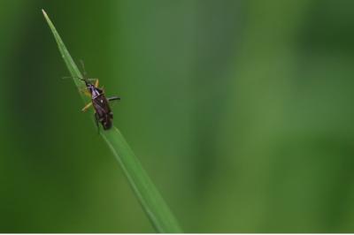 <i>Harpocera thoracica</i>