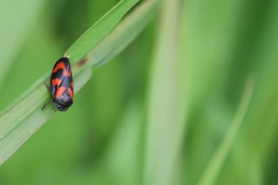 <i>Cercopis vulnerata</i>
