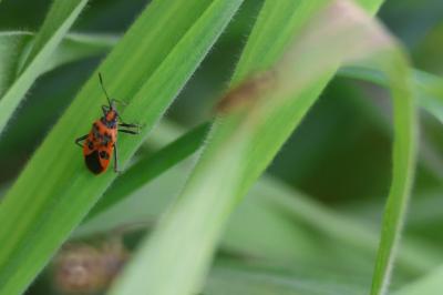 <i>Corizus hyoscyami</i>