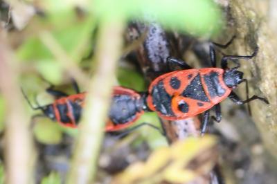 <i>Pyrrhocoris apterus</i>