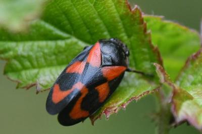 <i>Cercopis vulnerata</i>