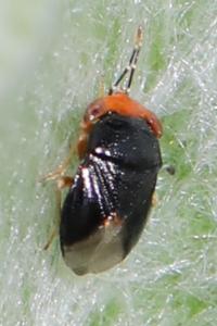 <i>Geocoris erythrocephalus</i>