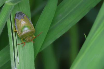 <i>Piezodorus lituratus</i>