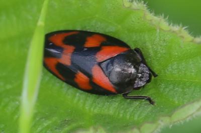 <i>Cercopis vulnerata</i>