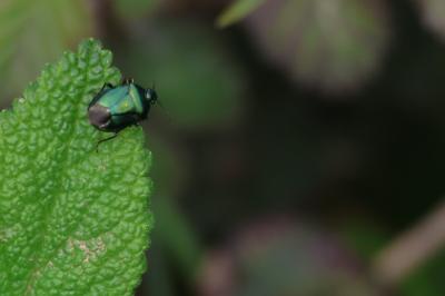 <i>Zicrona caerulea</i>