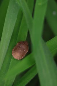<i>Eurygaster maura</i>