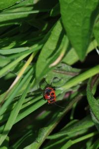 <i>Pyrrhocoris apterus</i>