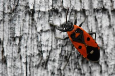 <i>Melanocoryphus albomaculatus</i>