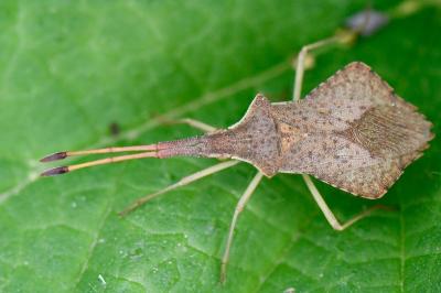 <i>Syromastus rhombeus</i>