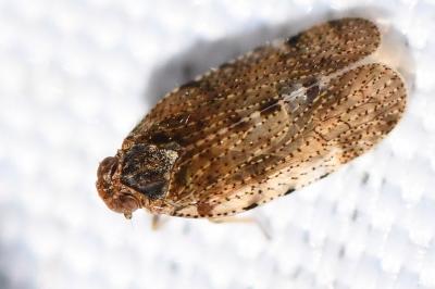 <i>Tachycixius pilosus</i>