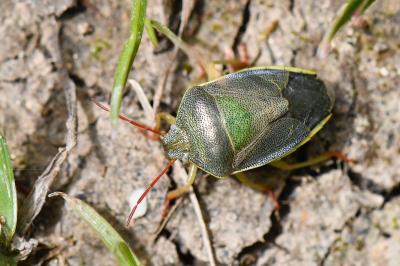 <i>Piezodorus lituratus</i>