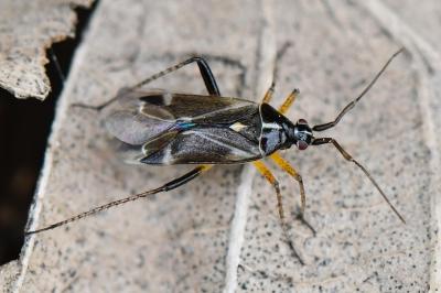 <i>Harpocera thoracica</i>