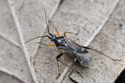 <i>Harpocera thoracica</i>