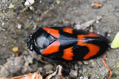 <i>Cercopis vulnerata</i>